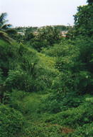 Behind our old house